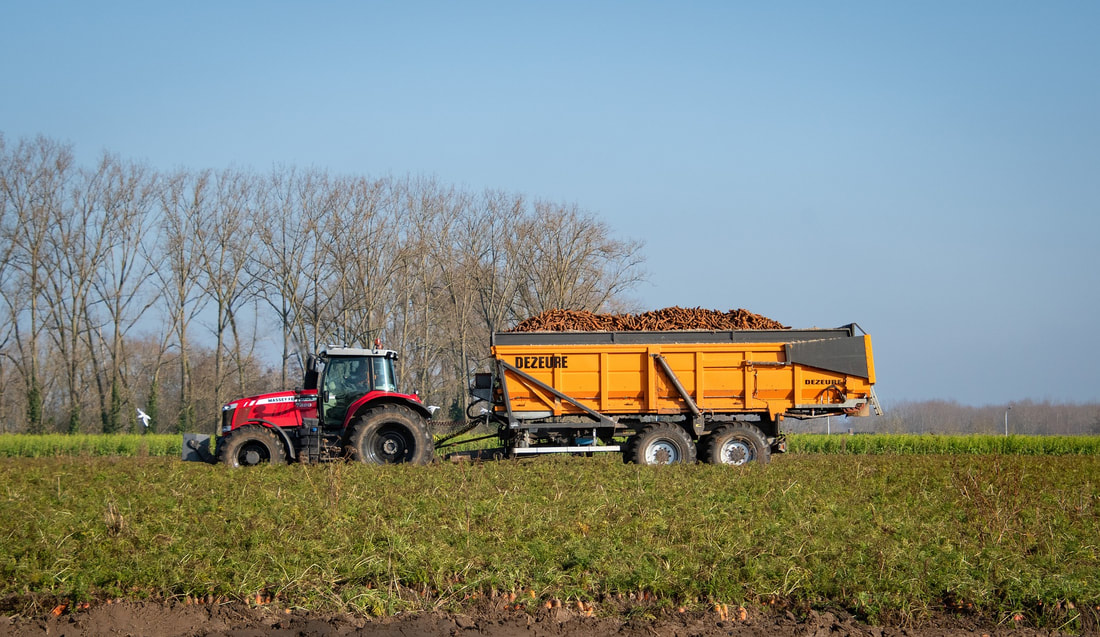 Red tractor pulling a yellow potato or beet trailer in a field during harvest season on a farm.